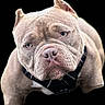 dog, close_up, pitbull, muscular, wrinkled_face, black_background, harness, pet, animal, portrait, cute, canine, furry, looking_up, short_hair, ears, nose, whiskers, expression, muzzle