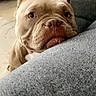 dog, bulldog, pet, indoor, couch, furniture, curious, animal, mammal, face, closeup, living_room, floor, tattoo, foot, resting, gray, texture, domestic, companion