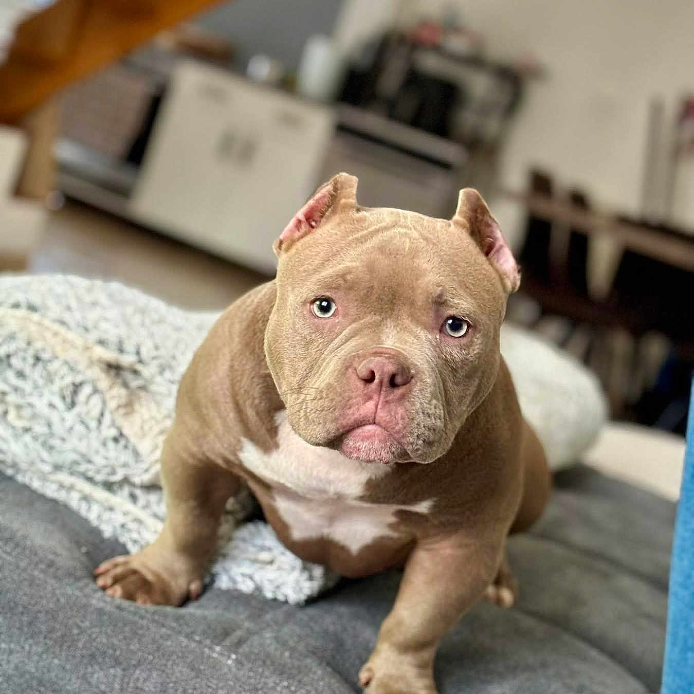 Channel a rejoint le concours — aidez-le/la à gagner de superbes lots ! dog, puppy, pitbull, pet, indoor, couch, blanket, home, furniture, canine, brown, white_chest, ears_cropped, looking_at_camera, cute, young, domestic_animal, animal, house, living_room