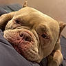 dog, pet, sleepy, resting, close_up, wrinkled_face, indoor, cozy, brown_dog, cushion, relaxed, animal, canine, bedroom, portrait, cute, snout, ears, soft_light, comfort