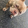 Channel participe au concours pour gagner de l'argent avec cette photo : dog, bulldog, pet, animal, outdoor, asphalt, curious, wrinkled_face, muscular, brown, short_hair, canine, looking_up, paw, ears, snout, close_up, daylight, texture, street
