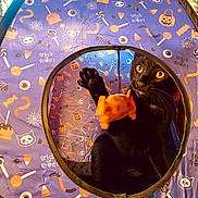 Sweetie Cat is registered to the contest to win money with this photo: abyssinian, animal, architecture, blackcat, building, canine, cat, dog, face, head, indoors, interiordesign, kitten, outdoors, person, pet, photography, portrait, shelter, tent