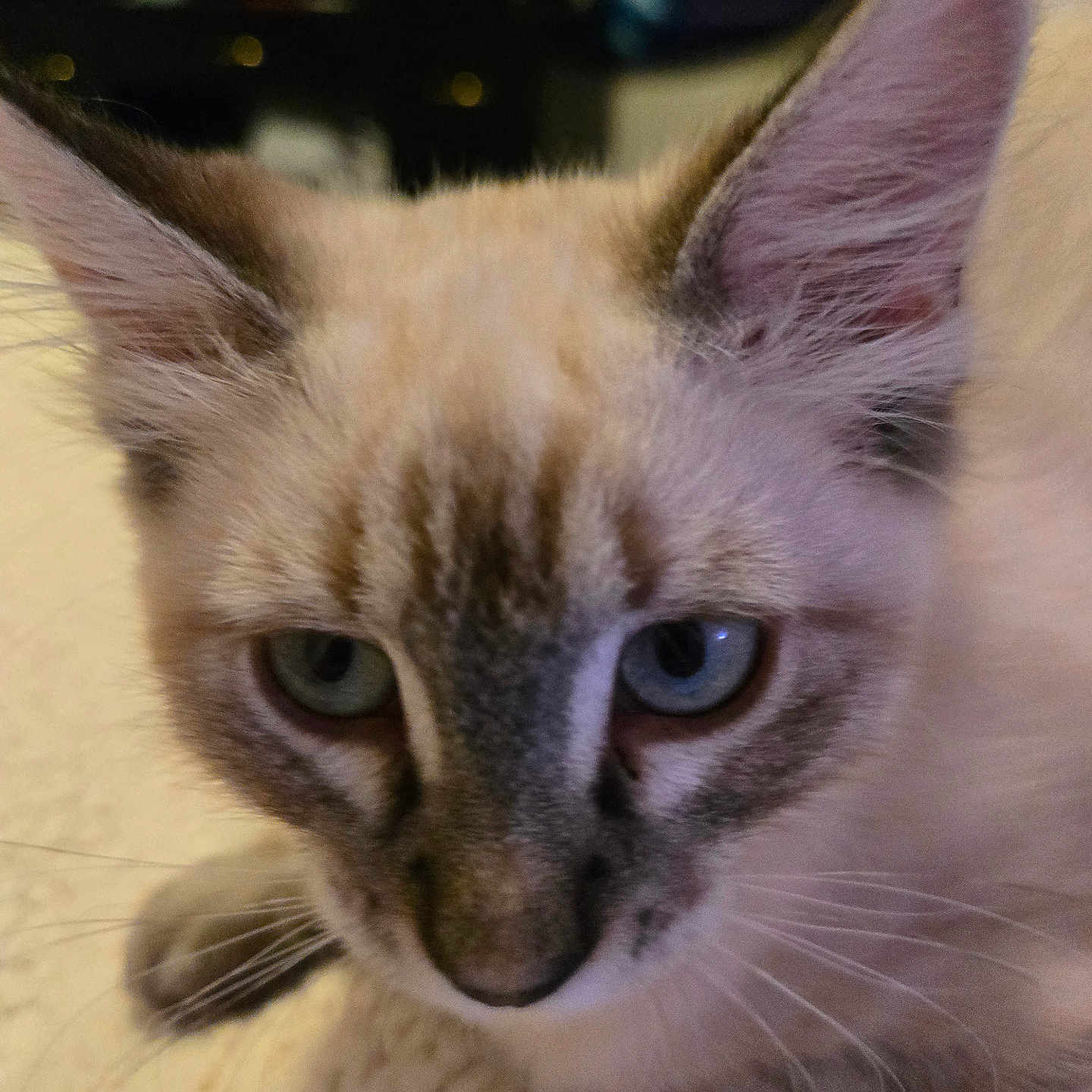 Roxy