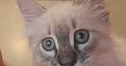 Roxy is registered to the contest to win money with this photo: cat, close_up, fluffy, blue_eyes, pet, animal, indoor, curious, feline, soft_fur, whiskers, ears, cute, portrait, mammal, young, domestic_animal, fuzzy, face, looking