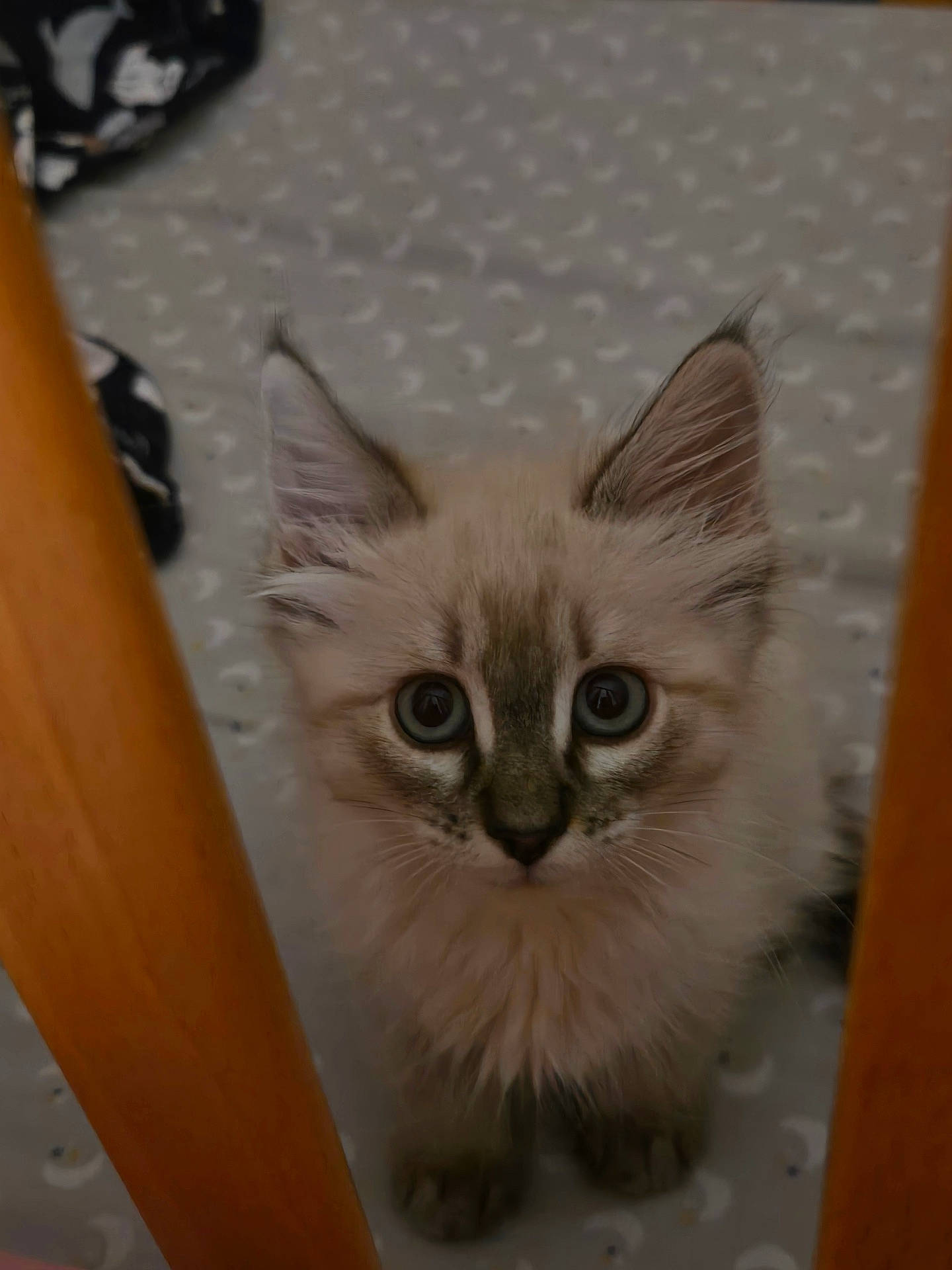 Roxy