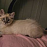 animal, blue_eyes, cat, cozy, cream_color, cute, ears, feline, fluffy, indoor, kitten, lying_down, mysterious, pet, pink_blanket, relaxed, soft, tail, whiskers, young