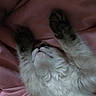 adorable, animal, cat, closeup, cozy, cute, fluffy, fur, indoor, kitten, mammal, nap, paws, pet, pink_blanket, relaxed, resting, sleeping, soft, whiskers