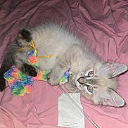 Roxy is registered to the contest to win money with this photo: kitten, cat, pet, toy, fuzzy_toy, pink_blanket, playful, fur, cute, animal, indoor, cozy, small, young, whiskers, ears, paws, lying_down, colorful, sleepy