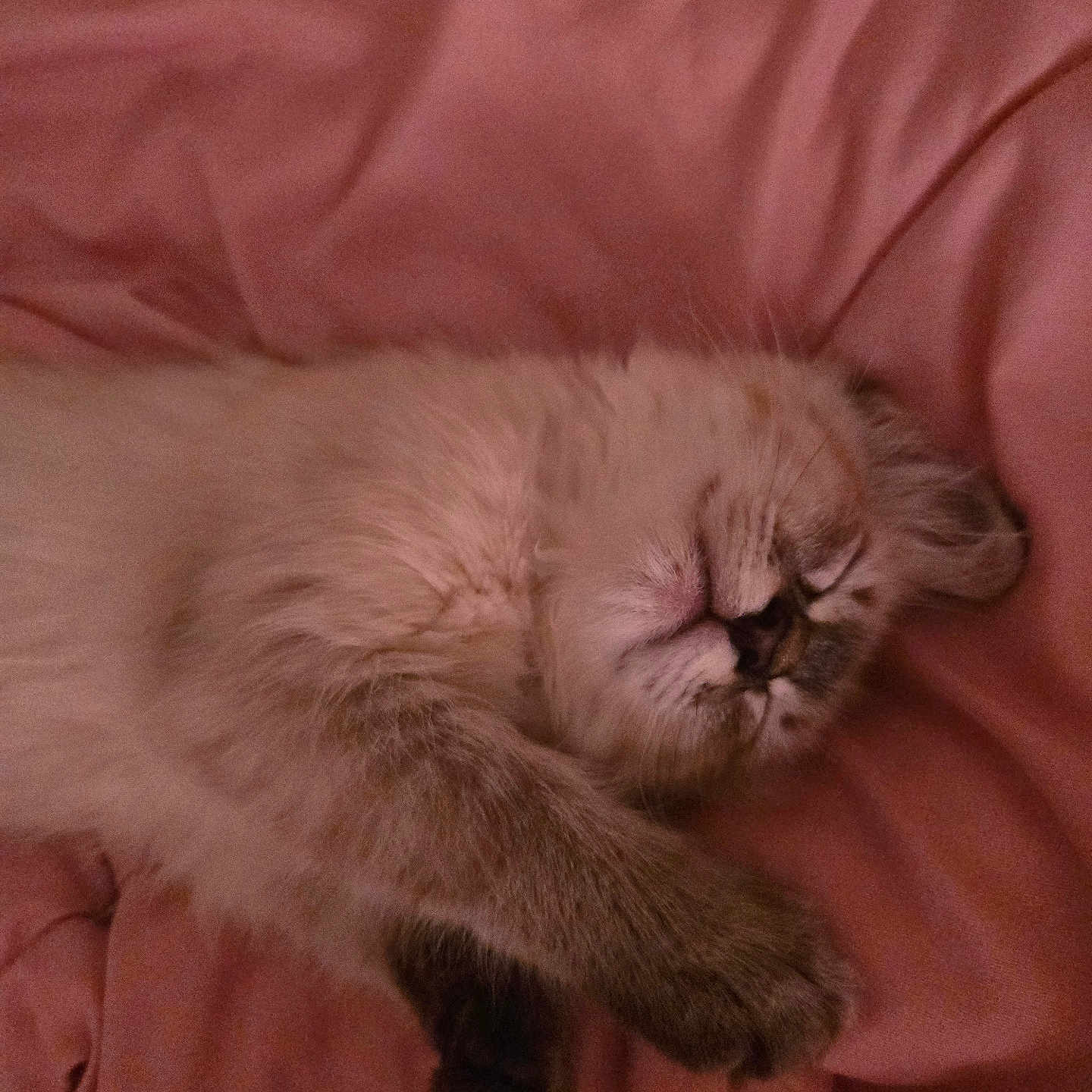 Roxy