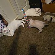 Asher And Charmader joined the competition — help win amazing prizes! cat, kitten, white_cat, toy, colorful_toy, carpet, indoor, playful, pet, feline, animal, door, laundry_basket, storage_box, floor, young_cat, adult_cat, domestic_animal, curious, resting