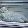 cat, white_cat, window, blinds, indoor, pet, feline, relaxed, resting, animal, fluffy, cute, domestic_cat, looking, lying_down, home, cozy, sleepy, face, ears