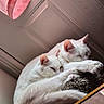 animal, cat, closeup, companionship, cozy, cute, ears, fur, indoor, mammal, peaceful, pet, pink_cloth, relaxing, resting, sleeping, soft_light, texture, whiskers, white_cat