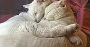 Asher And Charmader is registered to the contest to win money with this photo: cat, cats, white_cat, hugging, sleeping, pets, furry, cute, affection, cozy, indoor, domestic, animal, closeup, friendship, relaxing, soft_light, pink_curtain, peaceful, companionship