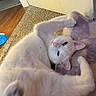 Asher And Charmader is registered to the contest to win money with this photo: cat, white_cat, pet, indoor, carpet, blanket, relaxed, fluffy, paw, feline, cozy, upside_down, playful, pink_nose, ear, soft_texture, flooring, home, animal, cute
