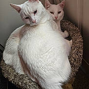 Asher And Charmader is registered to the contest to win money with this photo: animal, cat, cat_bed, close_up, companion, cozy, cute, cute_pet, domestic_cat, feline, fluffy, fur, indoor, mammal, pet, relaxed, resting, snuggling, two_animals, white_cat