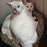 animal, cat, cat_bed, close_up, companion, cozy, cute, cute_pet, domestic_cat, feline, fluffy, fur, indoor, mammal, pet, relaxed, resting, snuggling, two_animals, white_cat