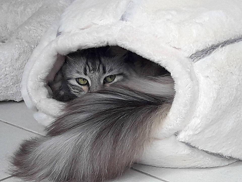 Basile participe au concours pour gagner de l'argent avec cette photo : art, british_longhair, carnivore, cat, cat_bed, drawing, felidae, fur, grey, illustration, monochrome, monochrome_photography, painting, paw, small_to_medium_sized_cats, snout, tail, terrestrial_animal, whiskers, window