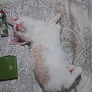 Luna Amelia joined the competition — help win amazing prizes! animal, bedspread, cat, closeup, cozy, cute, domestic_animal, feline, fur, indoor, kitten, pattern, paws, pet, pink_nose, relaxation, resting, sleeping, small_animal, whiskers