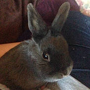 Sootie is registered to the contest to win money with this photo: