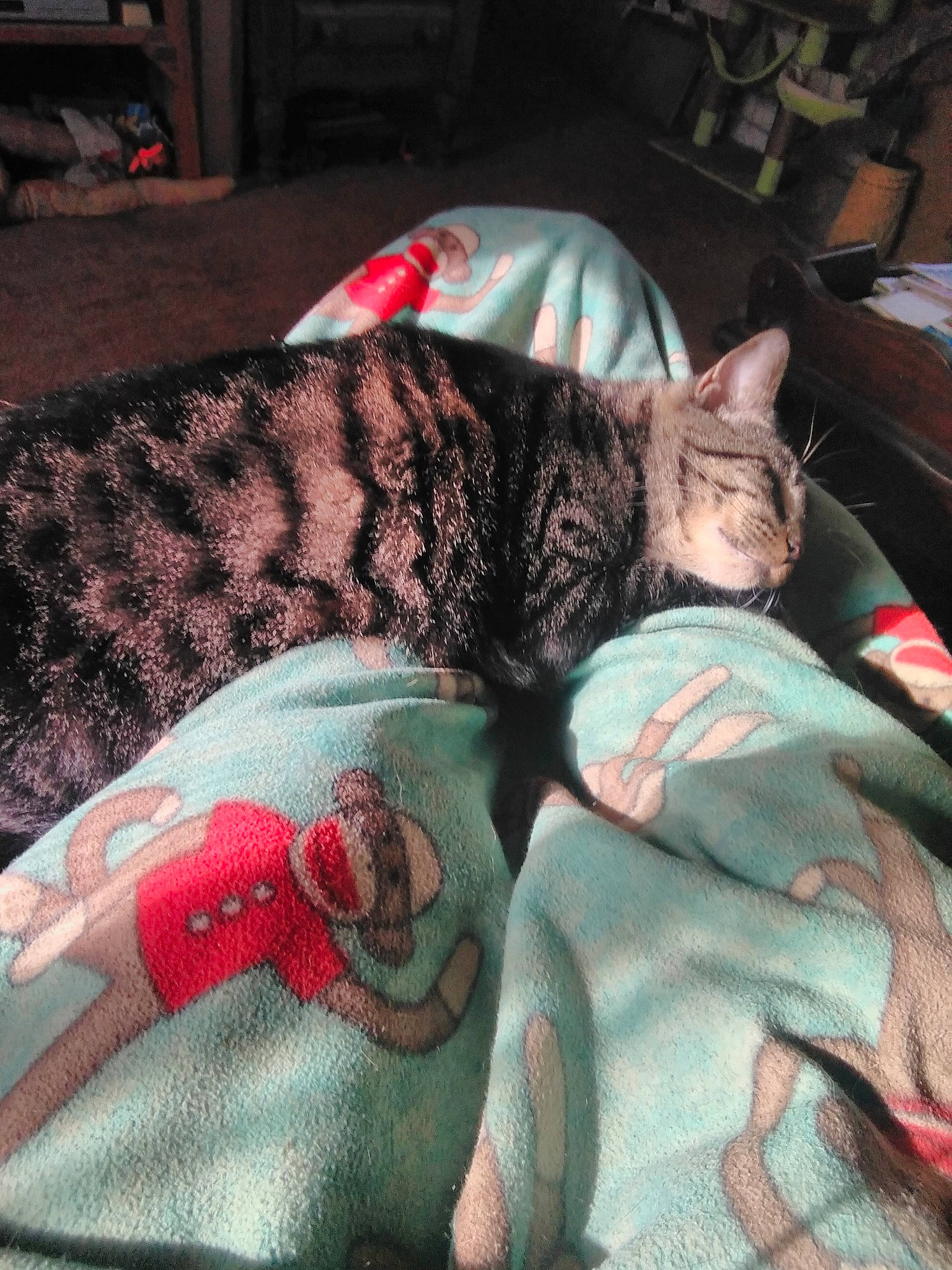 Monster joined the competition — help win amazing prizes! american_shorthair, asian, blanket, carnivore, cat, comfort, european_shorthair, fawn, felidae, fur, kitten, nap, sleep, small_to_medium_sized_cats, tabby_cat, whiskers