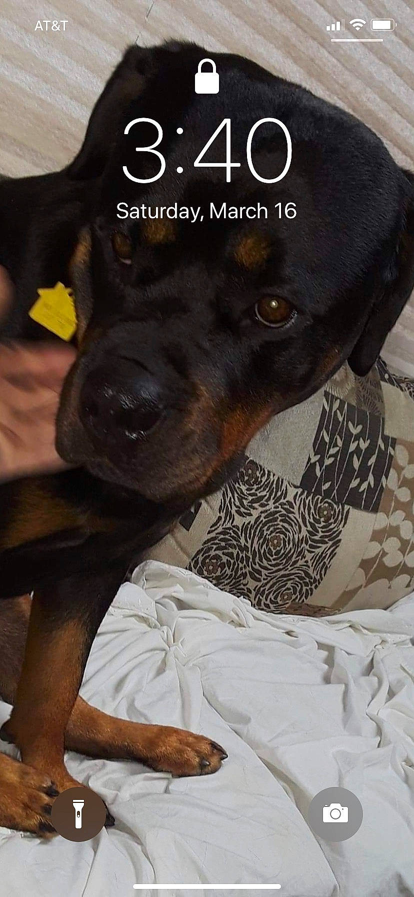 Aria is registered to the contest to win money with this photo: austrian_black_and_tan_hound, canidae, carlin_pinscher, carnivore, dog, dog_breed, hunting_dog, mammal, molosser, photo_caption, polish_hunting_dog, puppy, rare_breed_dog, rottweiler, snout, sporting_group, vertebrate, working_dog