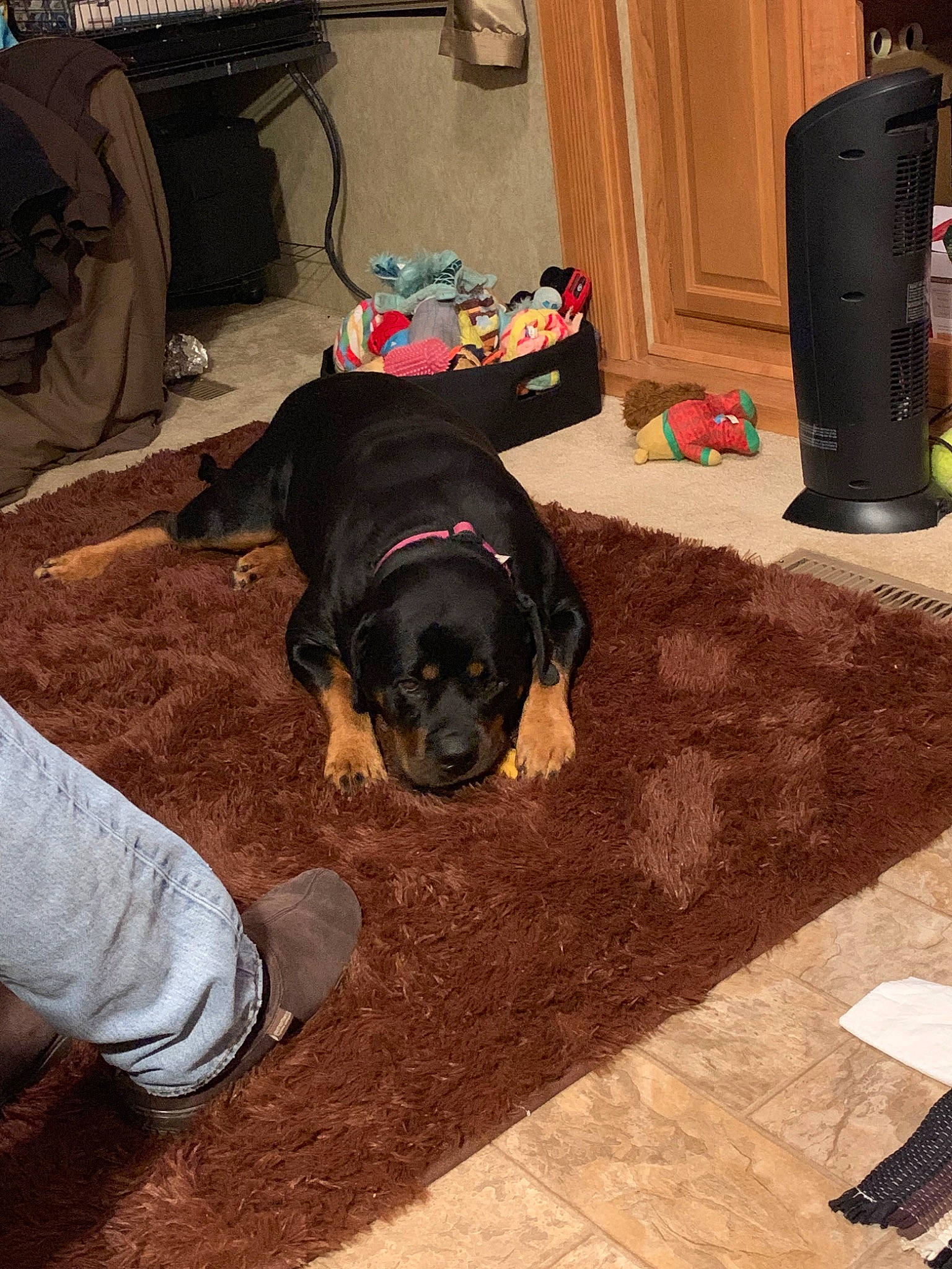 Aria is registered to the contest to win money with this photo: canidae, carnivore, companion_dog, dog, dog_breed, fawn, floor, flooring, guard_dog, rottweiler, snout, sporting_group