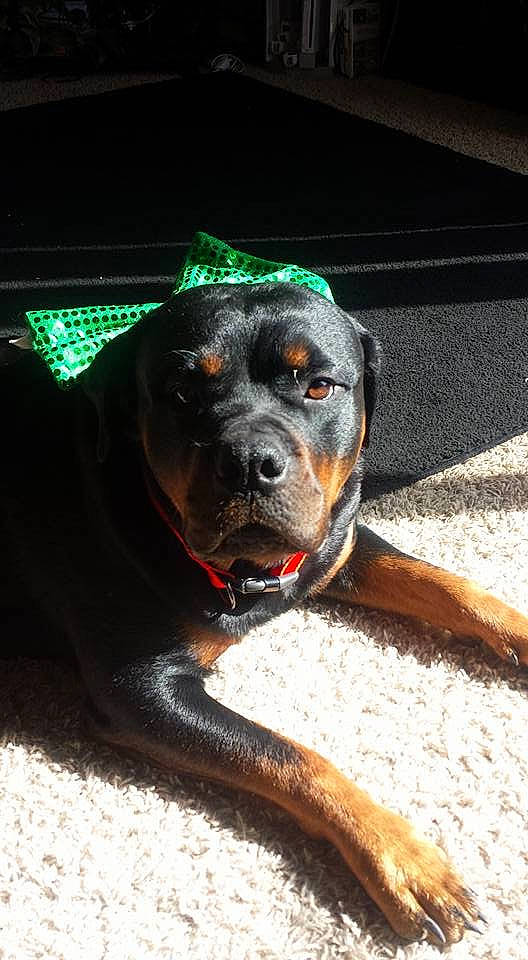 Aria joined the competition — help win amazing prizes! canidae, carnivore, collar, dog, dog_breed, fawn, guard_dog, mammal, molosser, rottweiler, snout, sporting_group, working_dog