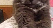 Chubbs joined the competition — help win amazing prizes! cat, gray_cat, fluffy, furry, whiskers, ears, paws, white_paws, sitting, portrait, pet, animal, indoors, bed, blanket, cozy, closeup, long_hair, serious_expression, cute
