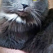 Chubbs is registered to the contest to win money with this photo: cat, gray_cat, fluffy, long_hair, yellow_eyes, green_eyes, whiskers, white_chest, portrait, close_up, sitting, indoor, pet, feline, fur, ears, staring, pink_blanket, wooden_furniture, black_background