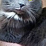 cat, gray_cat, fluffy, long_hair, yellow_eyes, green_eyes, whiskers, white_chest, portrait, close_up, sitting, indoor, pet, feline, fur, ears, staring, pink_blanket, wooden_furniture, black_background