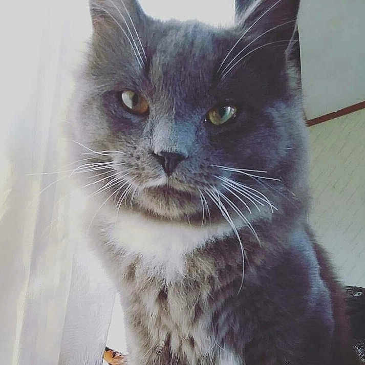 Chubbs