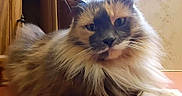 Bell is registered to the contest to win money with this photo: cat, fluffy, long_hair, blue_eyes, cream_fur, dark_face, pointed_ears, whiskers, paws, pet, animal, portrait, close_up, indoors, home, wooden_door, window, table, sitting, dramatic_expression