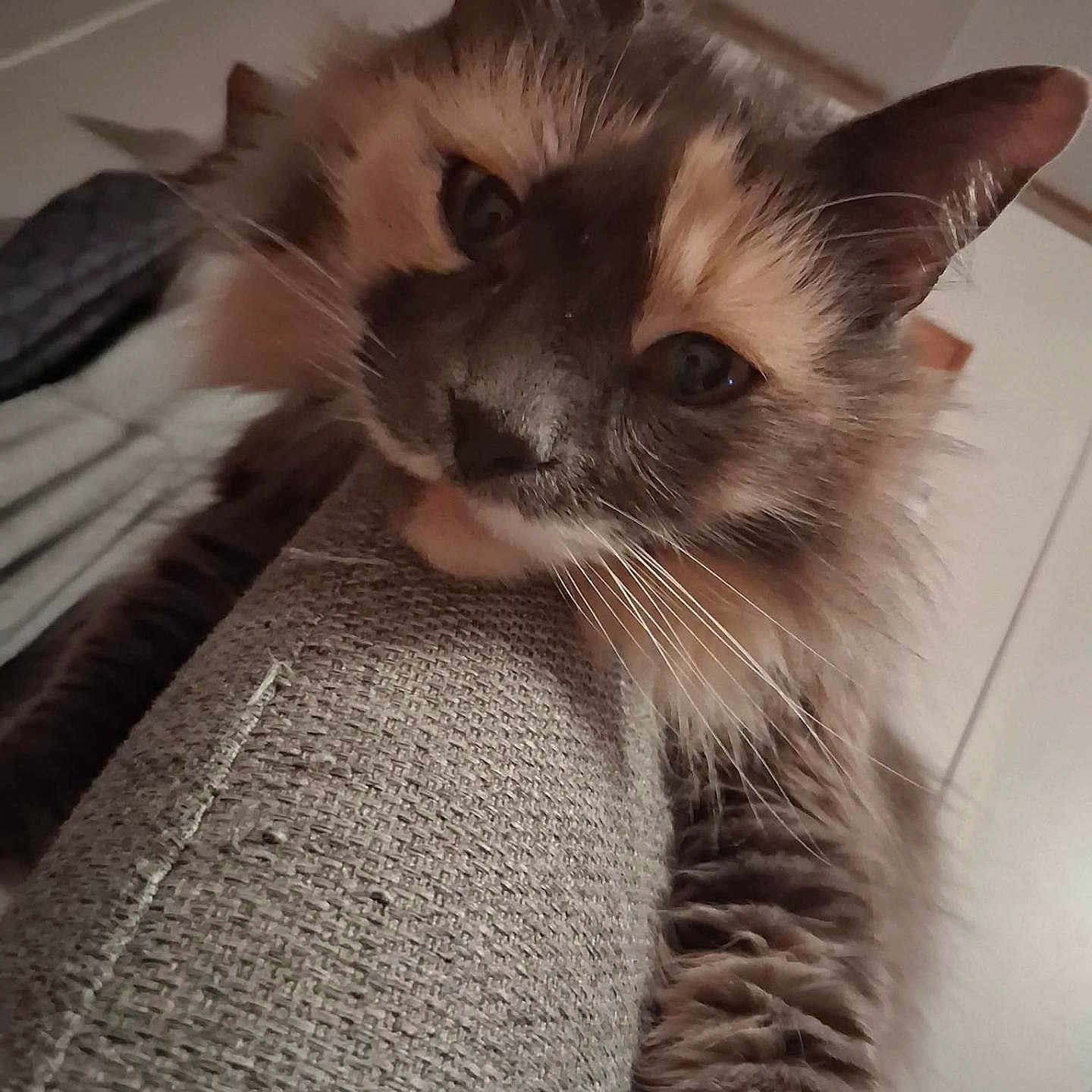 Bell joined the competition — help win amazing prizes! cat, feline, fluffy, long_hair, color_point, blue_eyes, whiskers, ears, fur, close_up, portrait, pet, indoor, couch, upside_down, staring, relaxed, home, cuddly, photography