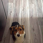 Skippy is registered to the contest to win money with this photo: dog, puppy, floor, wooden_floor, indoor, looking_up, pet, canine, fur, ears, brown, black, white, cute, small_dog, animal, domestic_animal, kitchen, cabinet, waiting