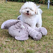Tay participe au concours pour gagner de l'argent avec cette photo : dog, white_dog, stuffed_animal, elephant_toy, grass, lawn, outdoor, hedge, greenery, playful, pet, animal, fur, cute, happy, nature, garden, daytime, smiling, small_dog