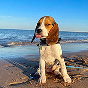 Marley participe au concours pour gagner de l'argent avec cette photo : dog, puppy, beagle, beach, sand, ocean, water, sky, sunlight, tongue_out, collar, leash, playful, cute, pet, animal, outdoor, summer, canine, funny_face
