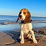 dog, puppy, beagle, beach, sand, ocean, water, sky, sunlight, tongue_out, collar, leash, playful, cute, pet, animal, outdoor, summer, canine, funny_face