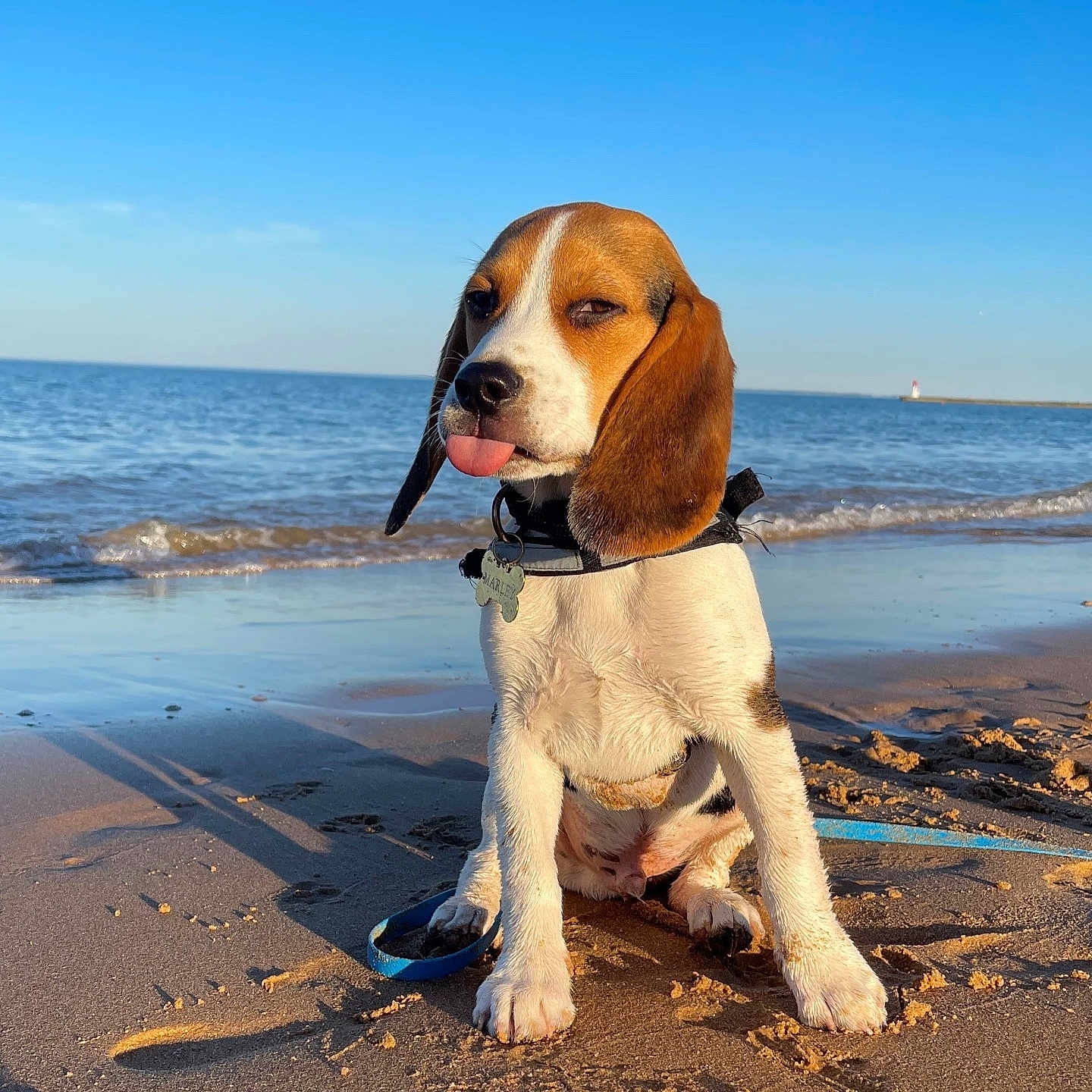 Marley participe au concours pour gagner de l'argent avec cette photo : animal, beach, beagle, canine, collar, cute, dog, funny_face, leash, ocean, outdoor, pet, playful, puppy, sand, sky, summer, sunlight, tongue_out, water
