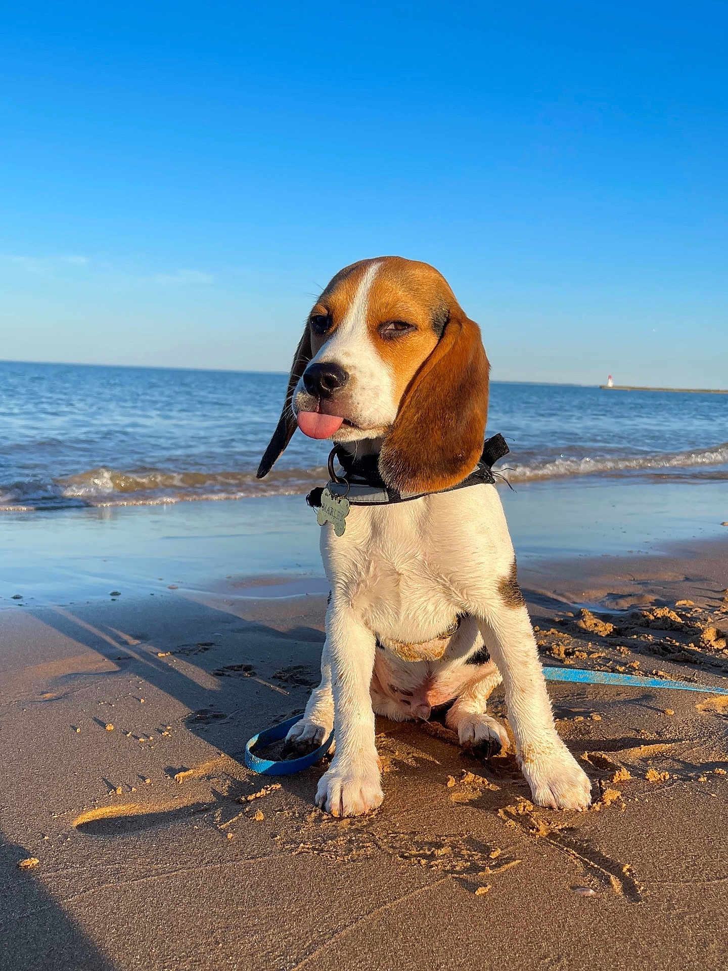 Marley participe au concours pour gagner de l'argent avec cette photo : dog, puppy, beagle, beach, sand, ocean, water, sky, sunlight, tongue_out, collar, leash, playful, cute, pet, animal, outdoor, summer, canine, funny_face