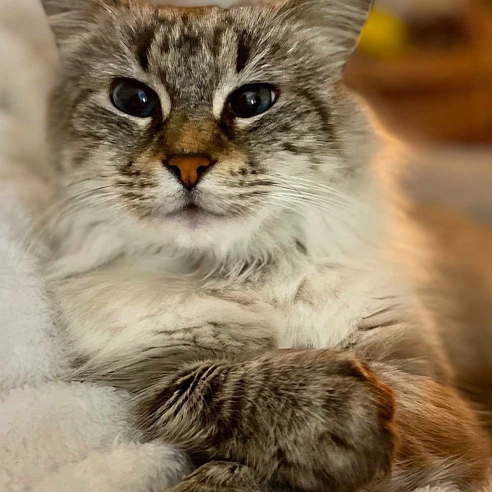 Snow a rejoint le concours — aidez-le/la à gagner de superbes lots ! abyssinian, angora, animal, baby, blanket, cat, couch, furniture, hardwood, kitten, manx, person, pet, siamese, towel, wood