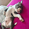 adorable, animal, canine, cozy, cute, dog, domestic_animal, fur, indoor, lying_down, napping, peaceful, pet, pink_bed, puppy, relaxed, resting, sleeping, soft, young_dog