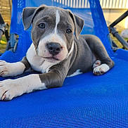 Stark a rejoint le concours — aidez-le/la à gagner de superbes lots ! puppy, dog, blue_chair, outdoor, pet, animal, cute, young_dog, relaxing, mesh, gray_and_white, floppy_ears, curious, close_up, summer, sunlight, grass, backyard, resting, portrait
