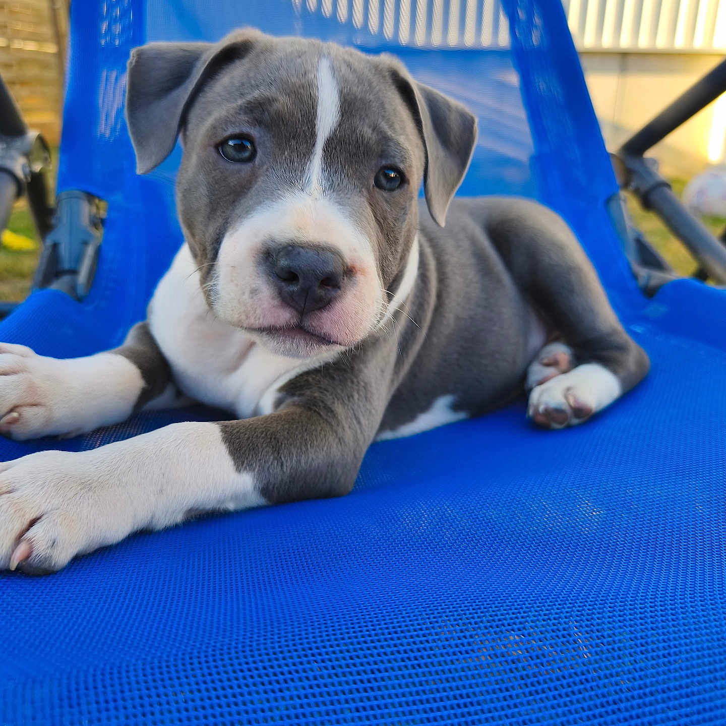 Stark a rejoint le concours — aidez-le/la à gagner de superbes lots ! puppy, dog, blue_chair, outdoor, pet, animal, cute, young_dog, relaxing, mesh, gray_and_white, floppy_ears, curious, close_up, summer, sunlight, grass, backyard, resting, portrait