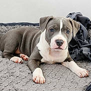 Stark participe au concours pour gagner de l'argent avec cette photo : animal, blanket, cozy, curious, cute, dog, ears, face, fleece, fur, gray, indoors, laying_down, nostrils, paw, pet, puppy, snout, white, young