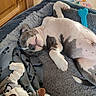 animal, bed, blanket, canine, comfort, cozy, cute, dog, domestic_animal, fur, home, indoor, paw, pet, puppy, relaxation, resting, sleeping, snuggle, toy