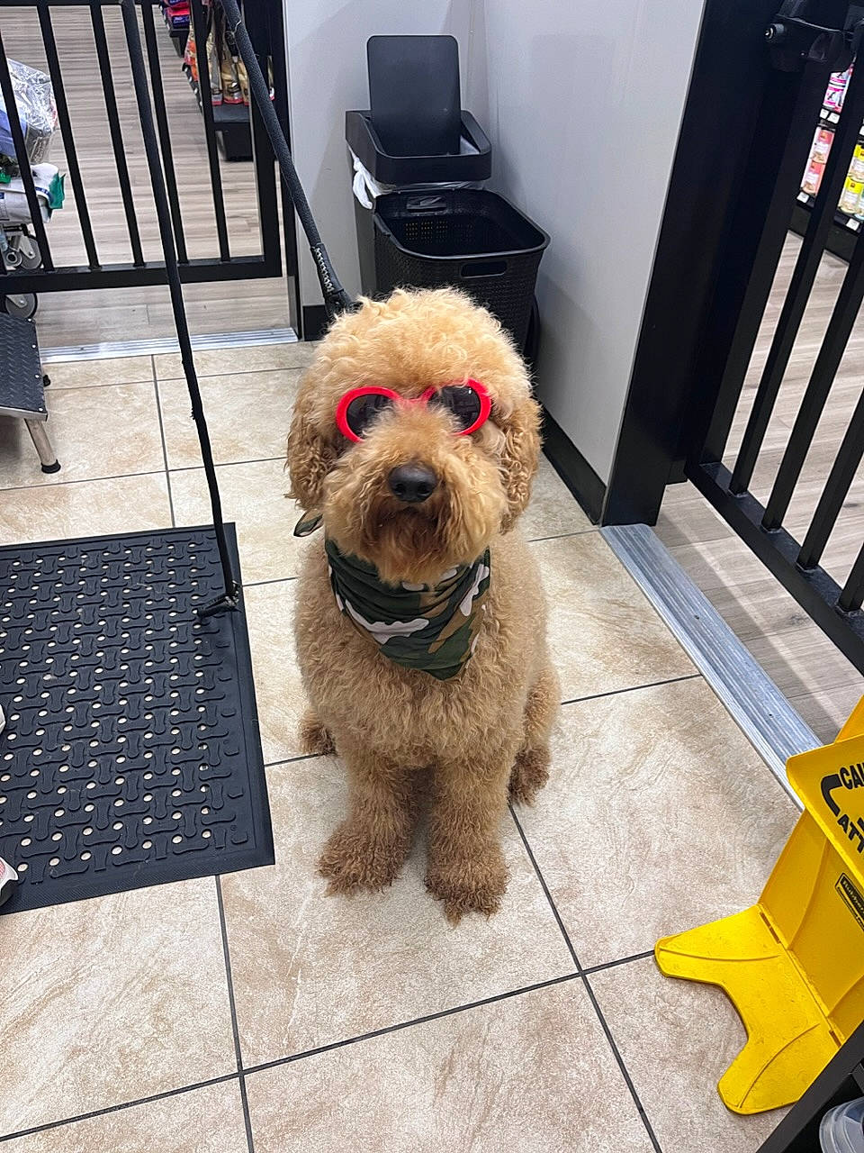 Lyo is registered to the contest to win money with this photo: carnivore, collar, companion_dog, dog, dog_breed, dog_collar, dog_supply, floor, flooring, fur, leash, pet_supply, poodle, poodle_crossbreed, small_terrier, sunglasses, terrier, toy_dog, water_dog, working_animal