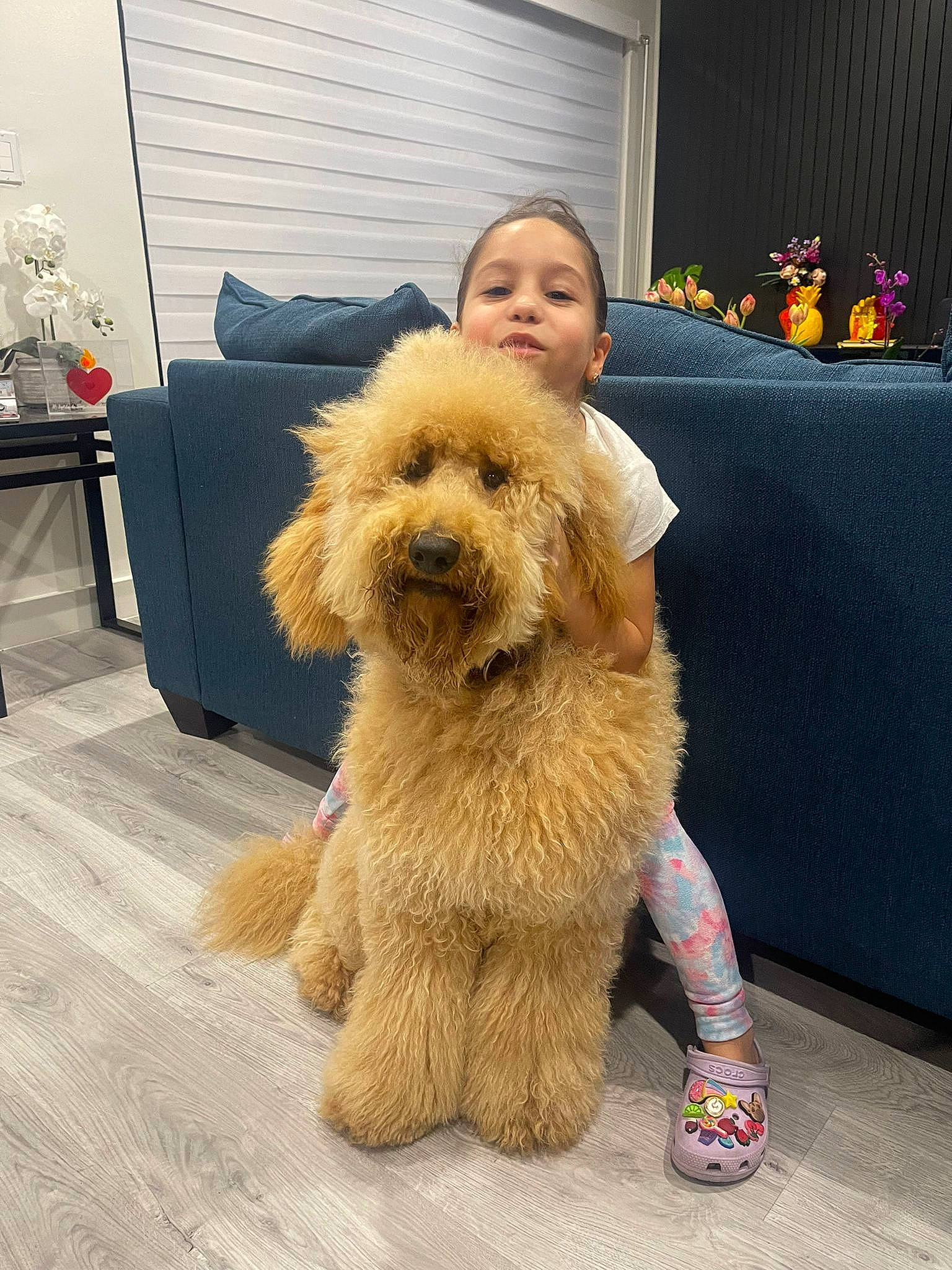 Lyo joined the competition — help win amazing prizes! canidae, carnivore, companion_dog, couch, curtain, dog, dog_breed, fawn, floor, flooring, fur, houseplant, plant, small_terrier, smile, snout, sporting_group, terrier, toy_dog, working_animal