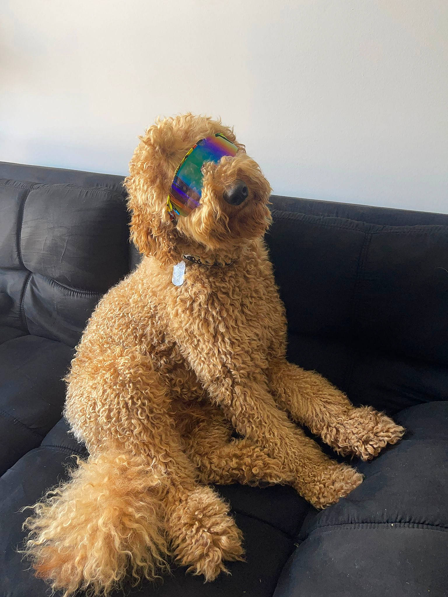 Lyo joined the competition — help win amazing prizes! canidae, carnivore, companion_dog, couch, dog, dog_breed, fawn, fur, glasses, labradoodle, plush, poodle, snout, sporting_group, stuffed_toy, sunglasses, teddy_bear, toy, water_dog, working_animal