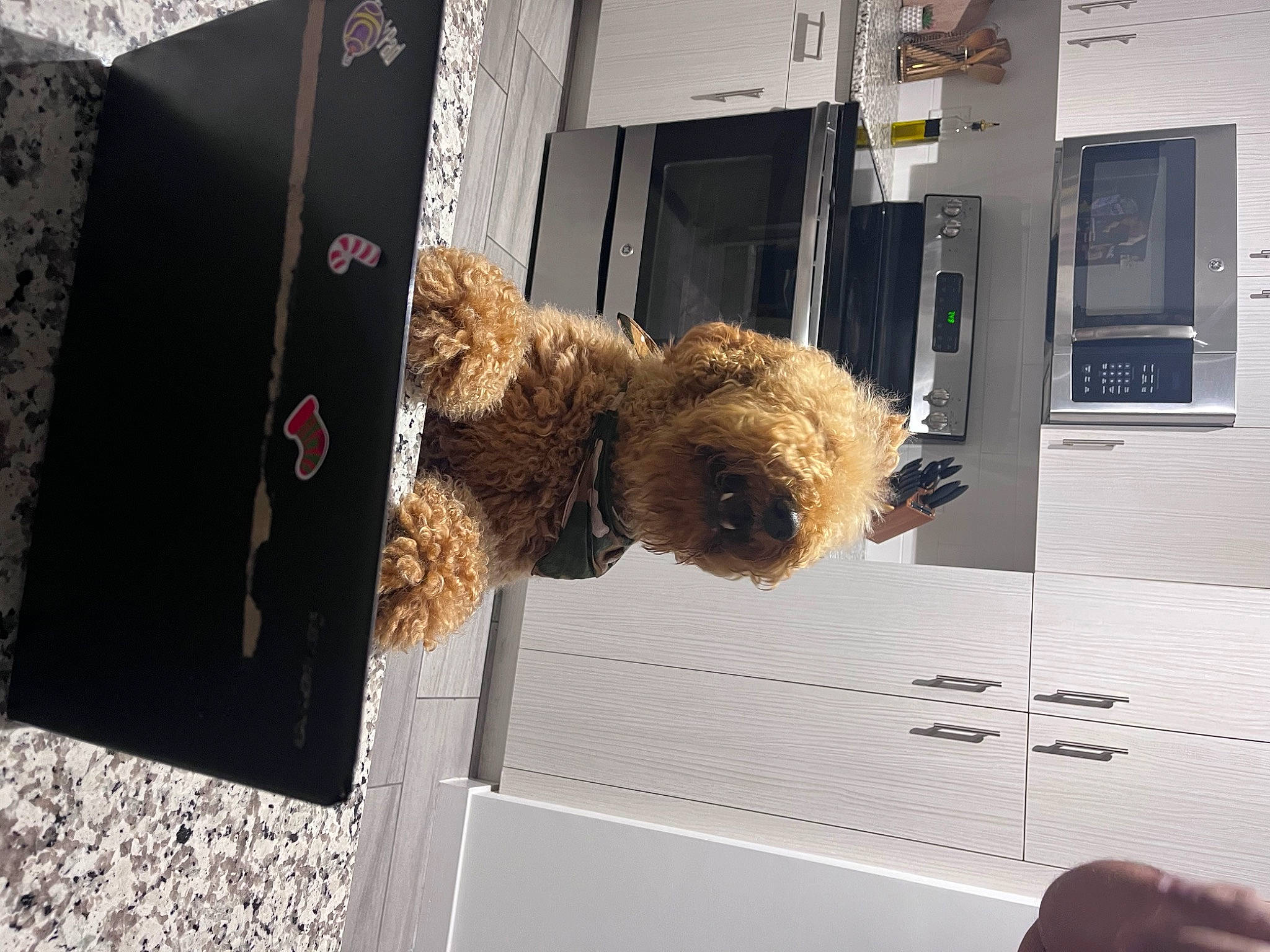 Lyo is registered to the contest to win money with this photo: brown, fur, natural_material, toy, wood