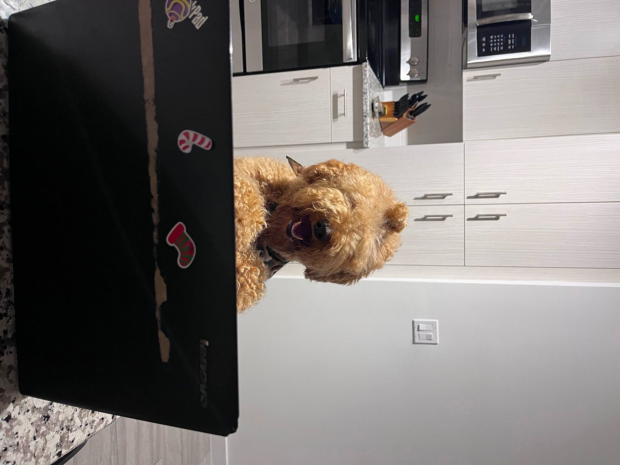 Lyo joined the competition — help win amazing prizes! auto_part, automotive_exterior, brown, door, fur, gas, motor_vehicle, rectangle, room, tire, toy, vehicle, vehicle_door, wheel, window, wood